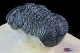 Reedops Trilobite - Atchana, Morocco #71617-3